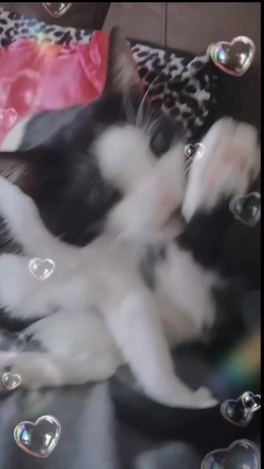 @Badcat _DHC🦁🦁
