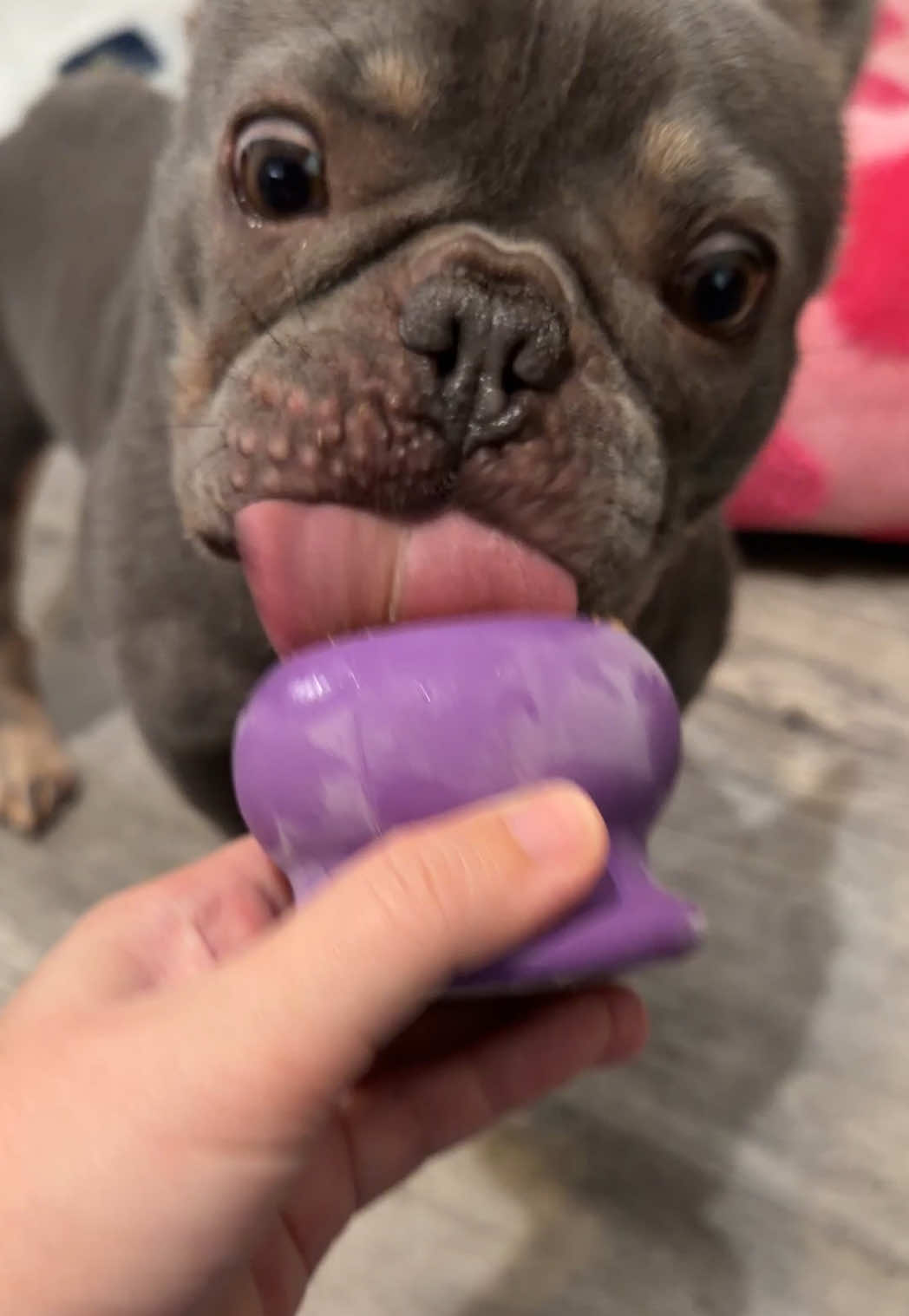@Arwen the adorable Frenchie