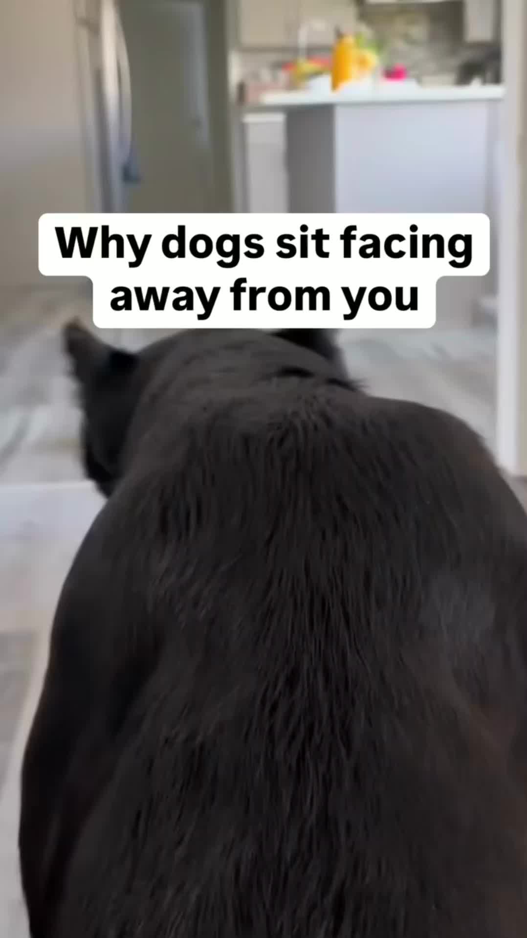 @ChilliThePug