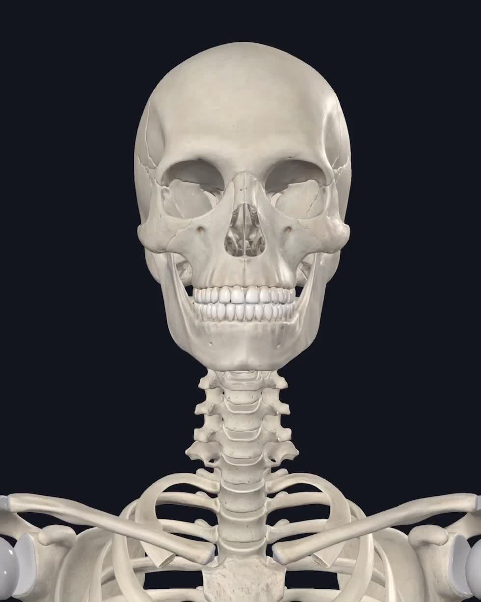 @Pasi&oacute;n por la Anatom&iacute;a
