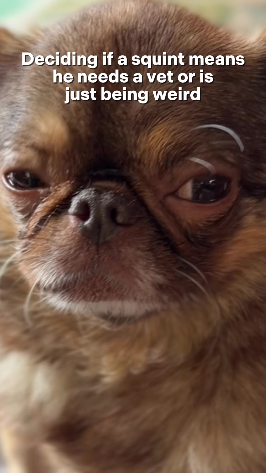 @ChilliThePug