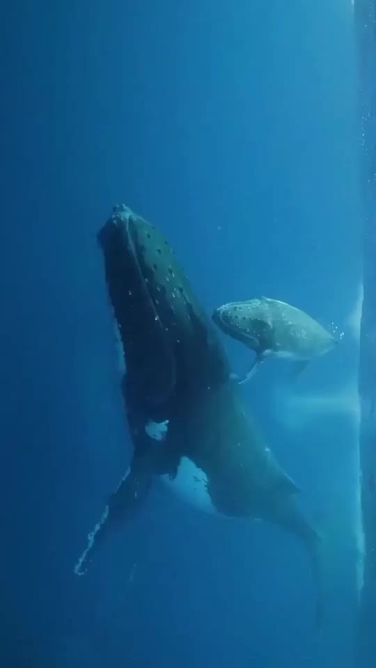 @Whale - life in ocean