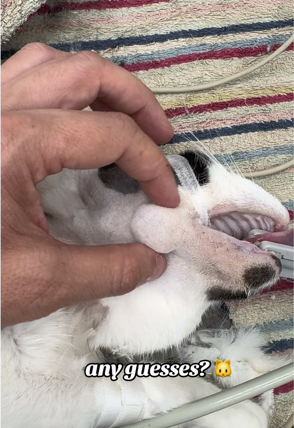 @Tomasthevet