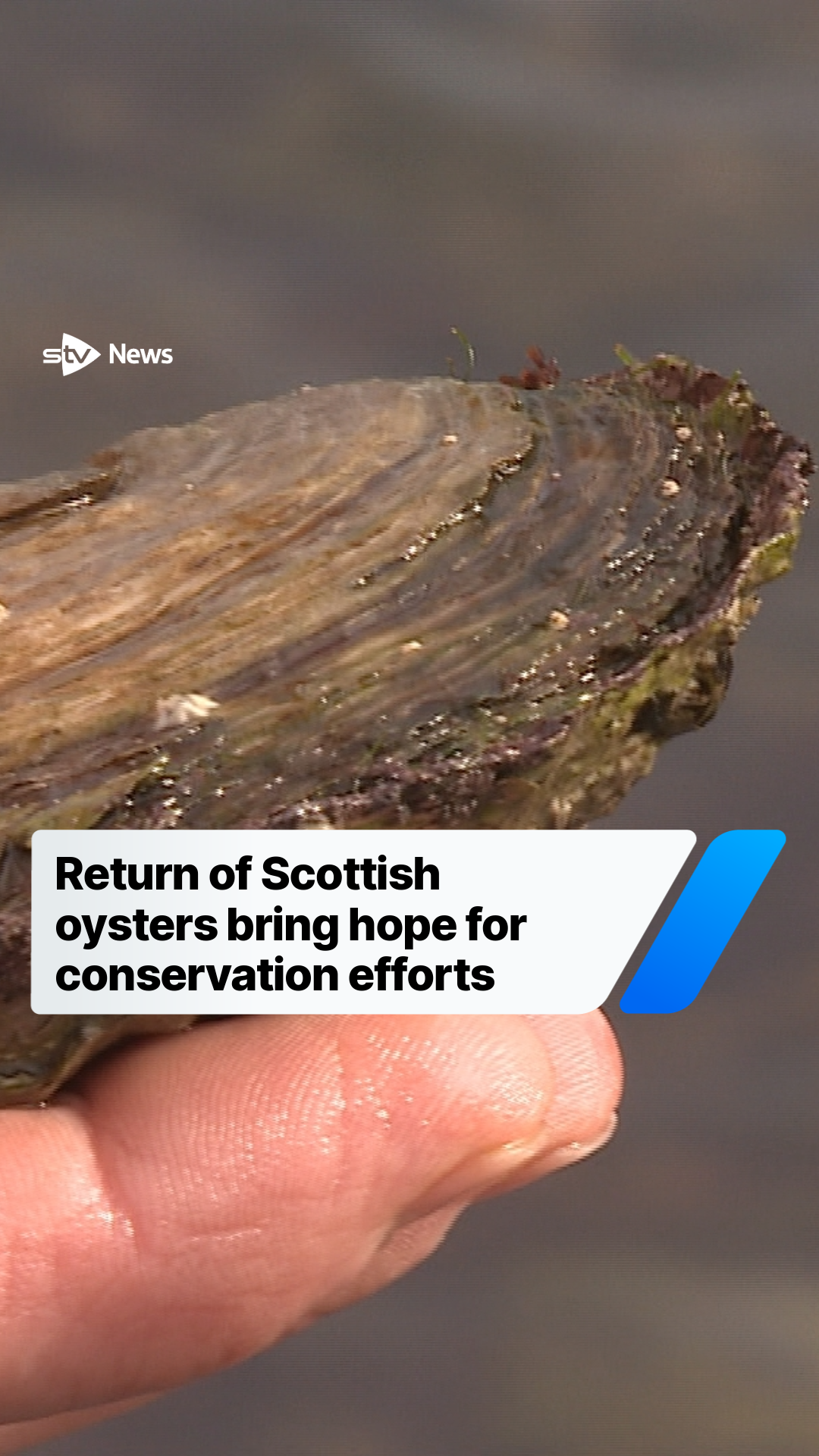 @STV News
