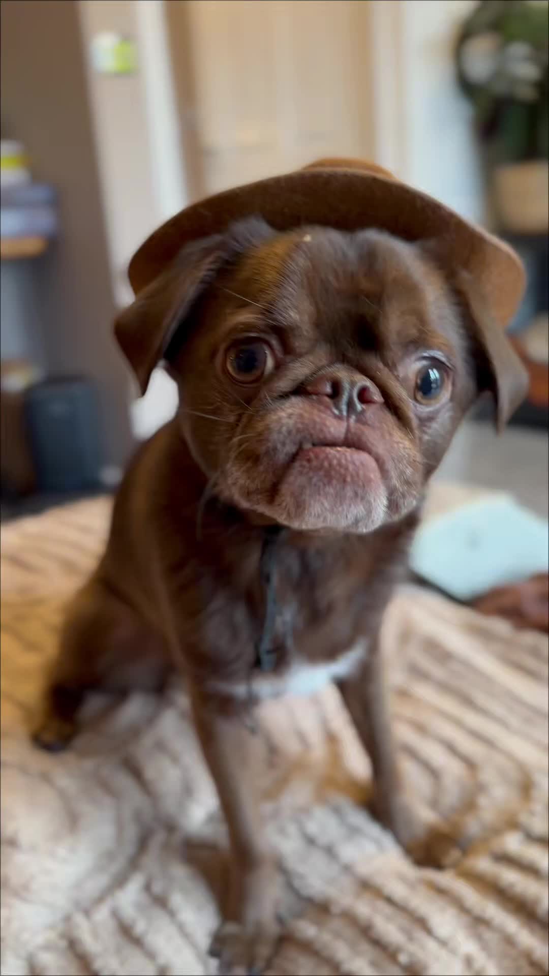 @ChilliThePug
