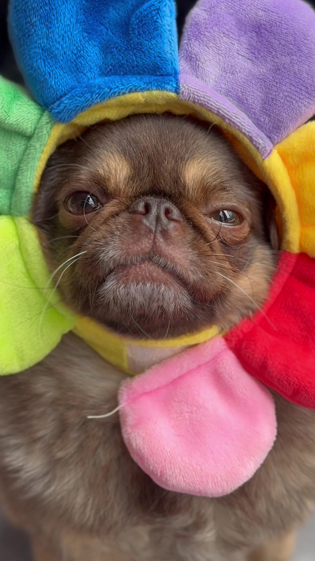 @ChilliThePug