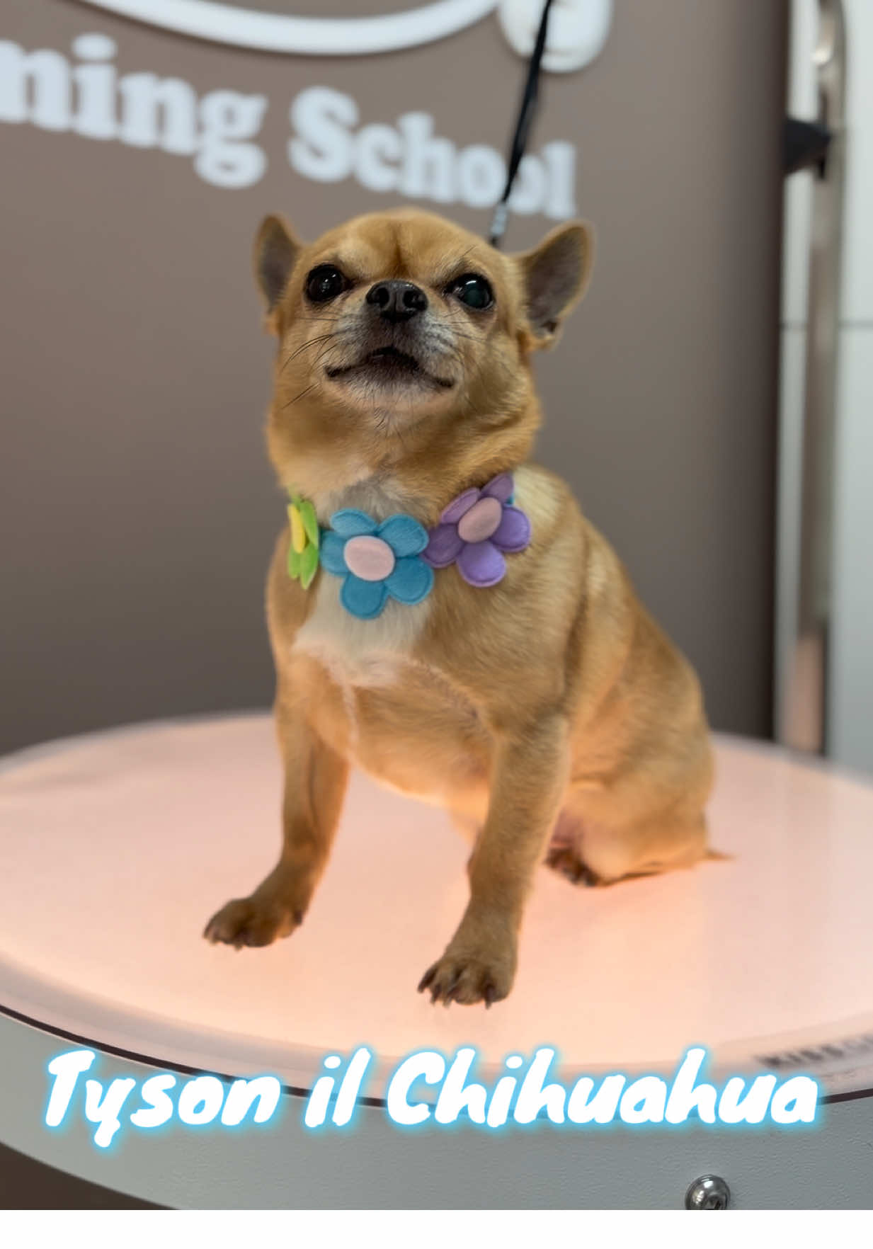 @NewDog Toelettatura & Pet Shop