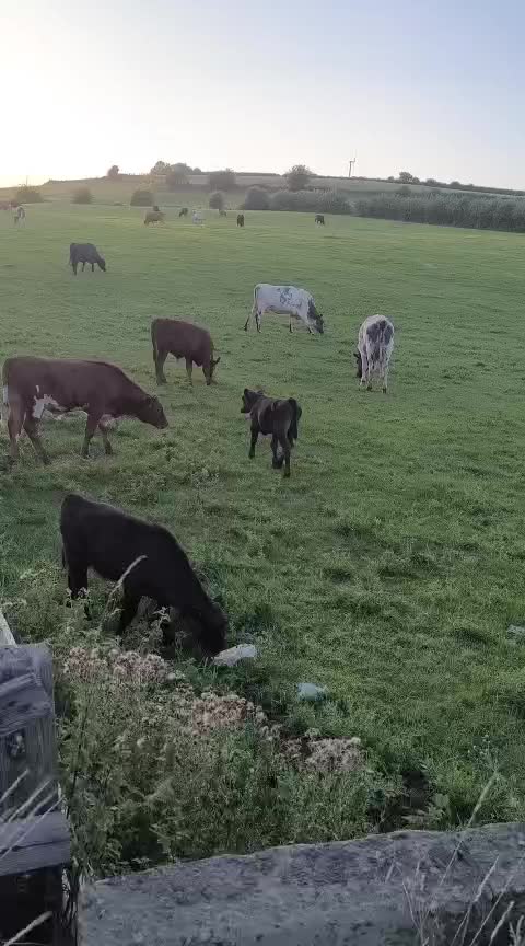 @Animal & Nature Lovers