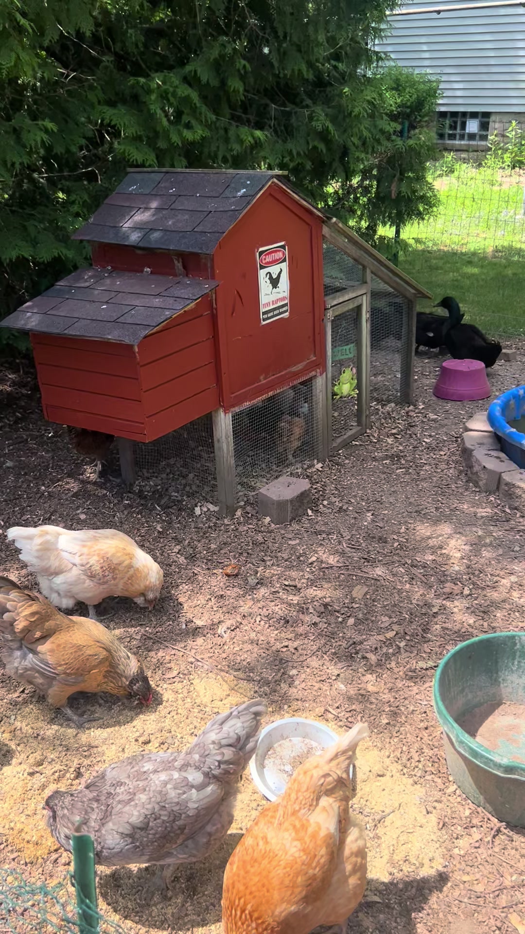 @Timberline Chickens