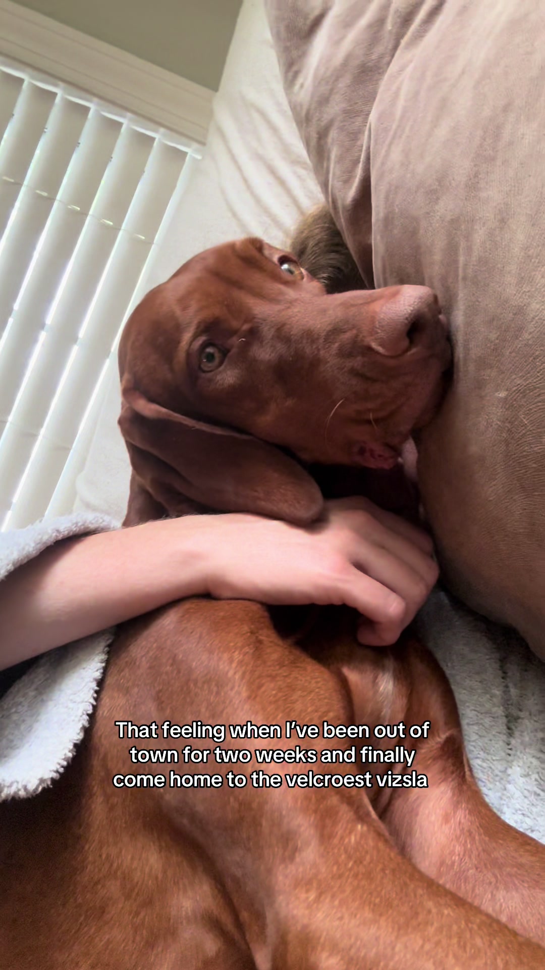@Tycho the vizsla