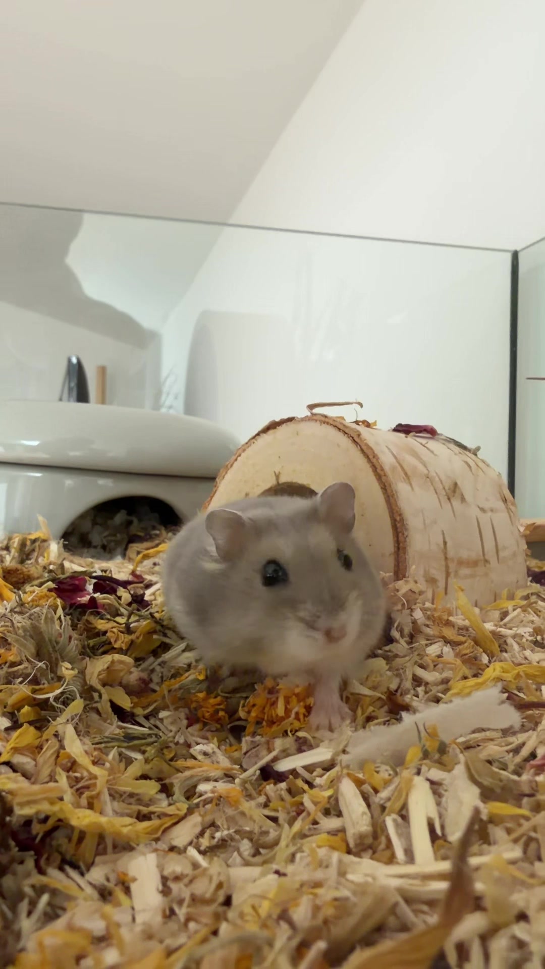@peanutthehamster1