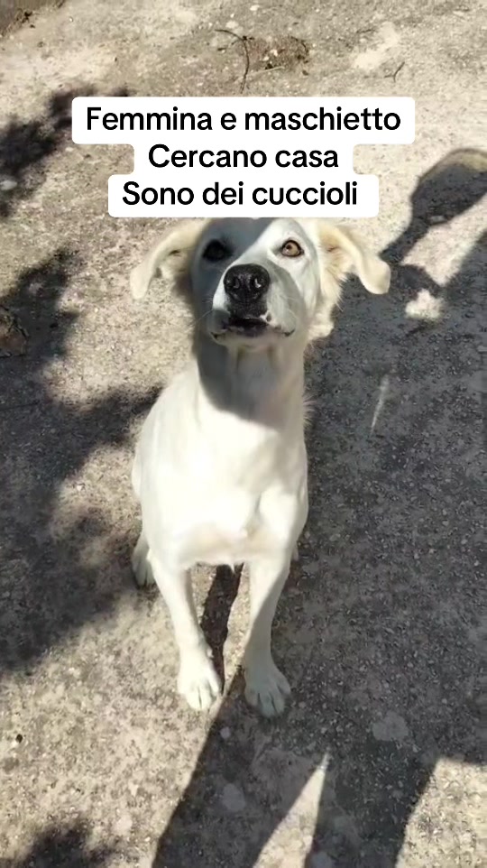 @I randagi di nessuno