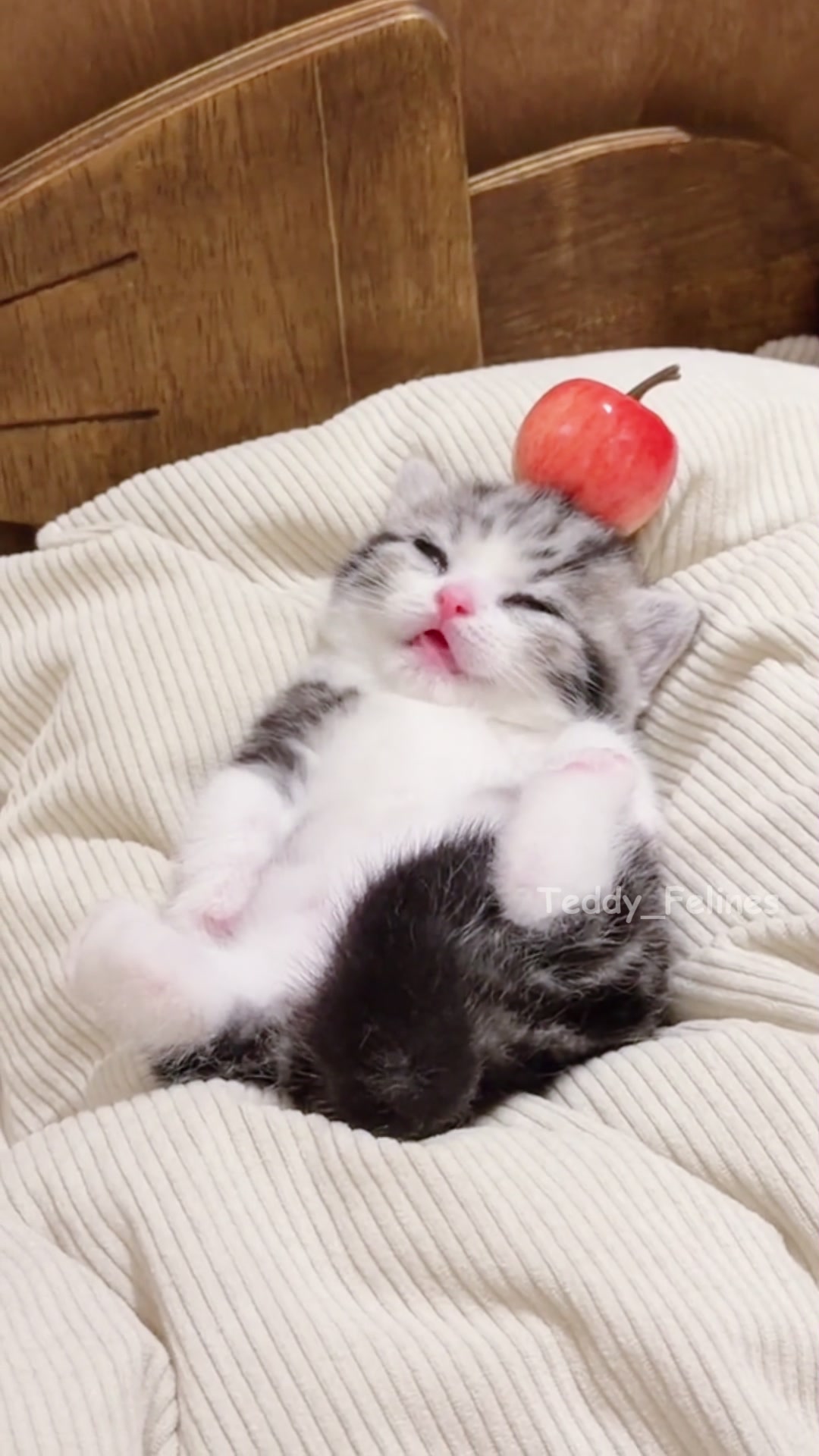 @Teddy_Felines 🧸🐾