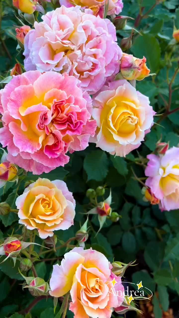 @andreacorsi298