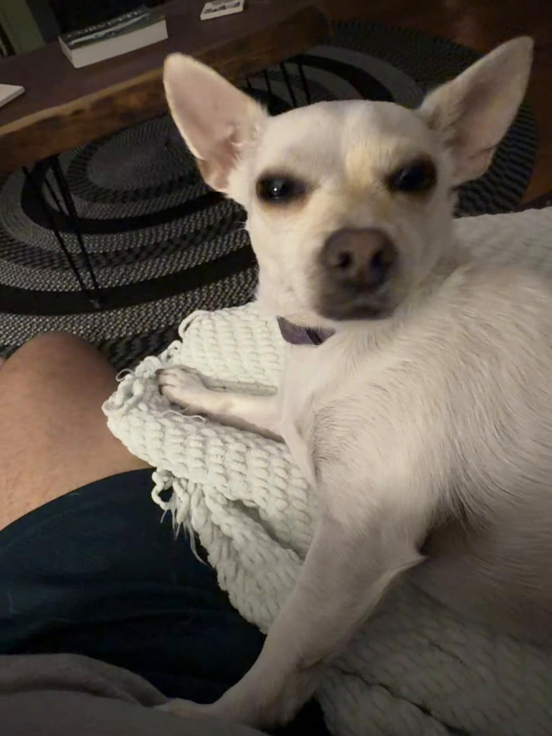 @saltychiefandleia