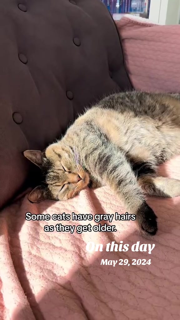 @Joep_the_ rescuecat