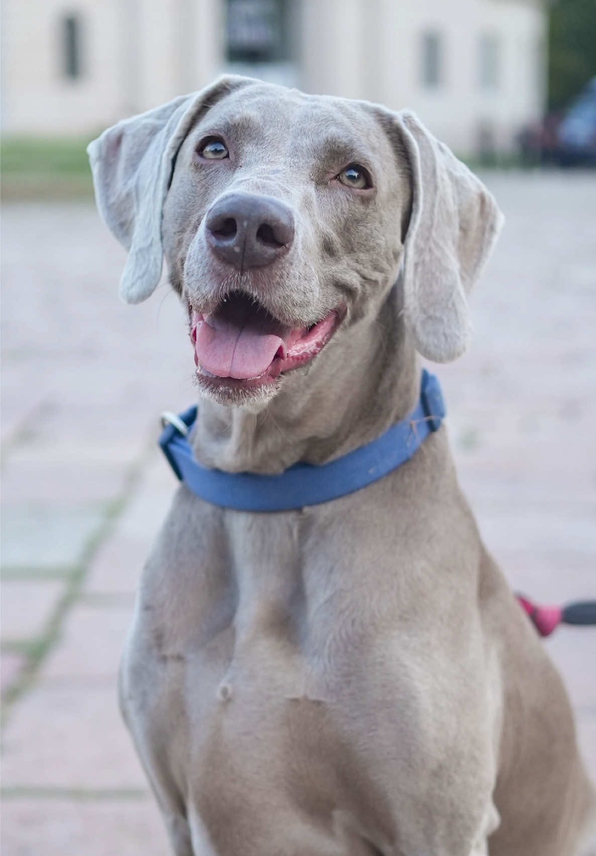 @Doggodaiily