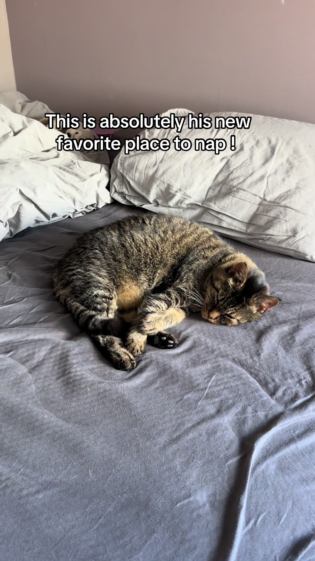 @Joep_the_ rescuecat