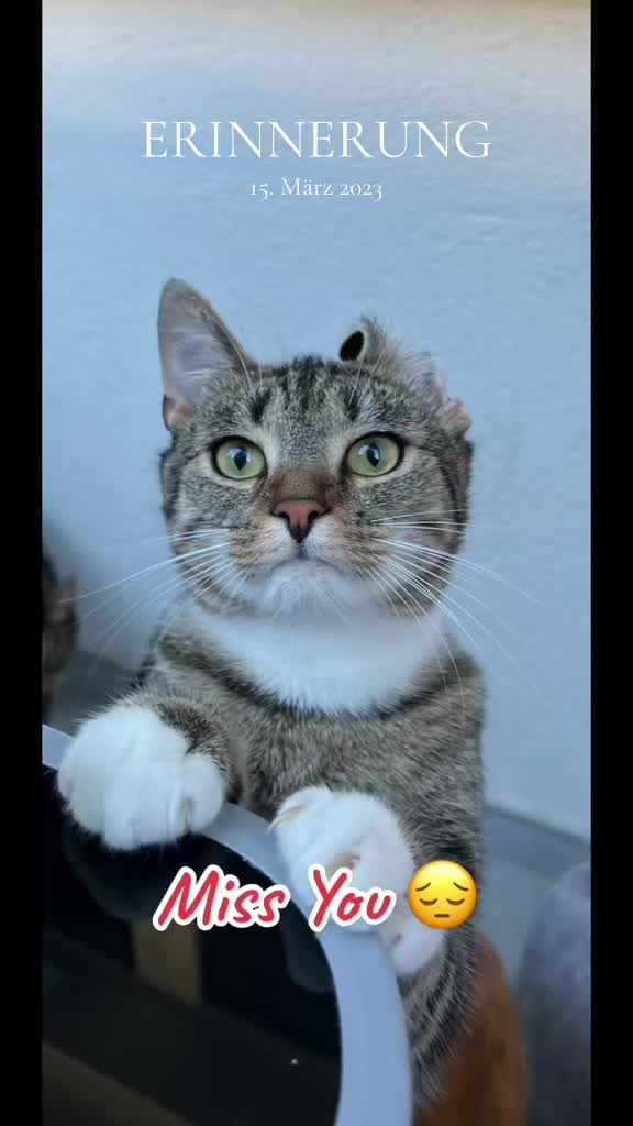 @Die süße kleine Katzencrew