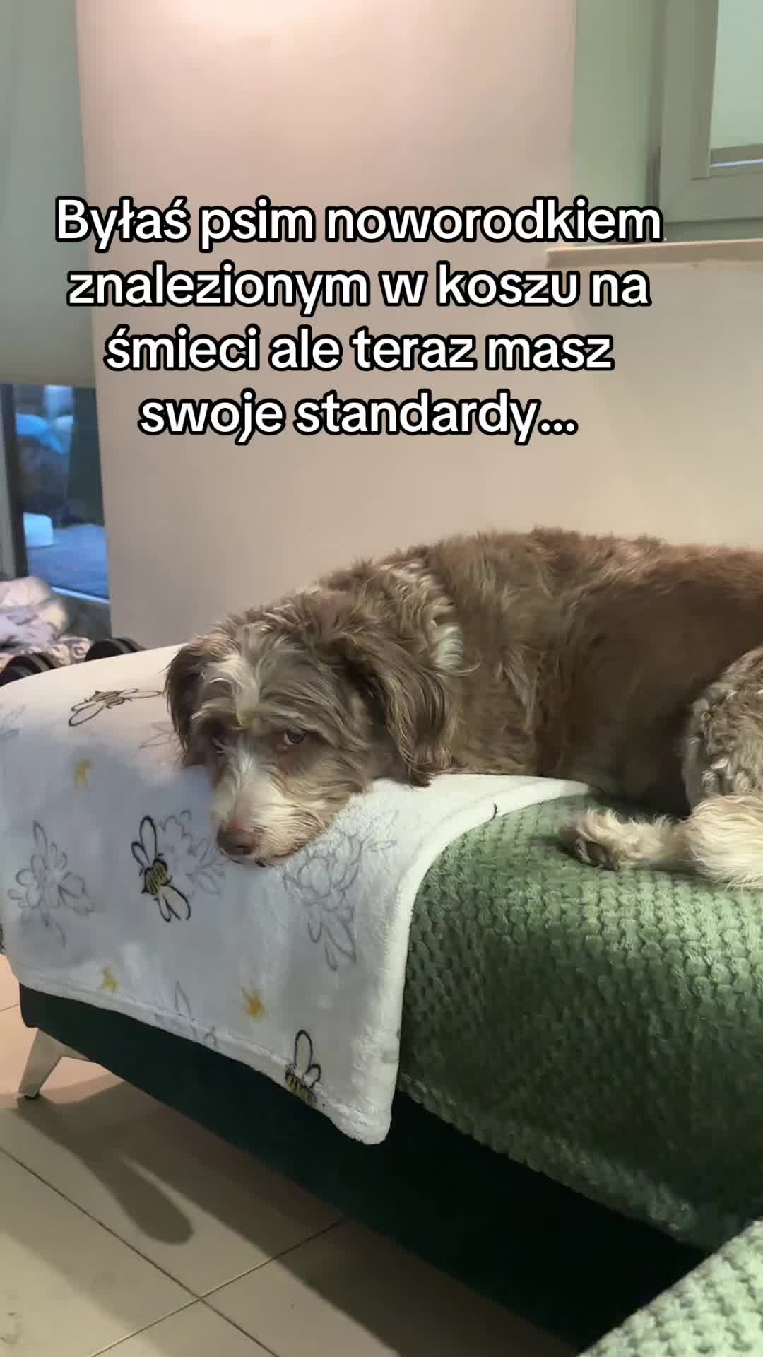 @It&rsquo;s a dog