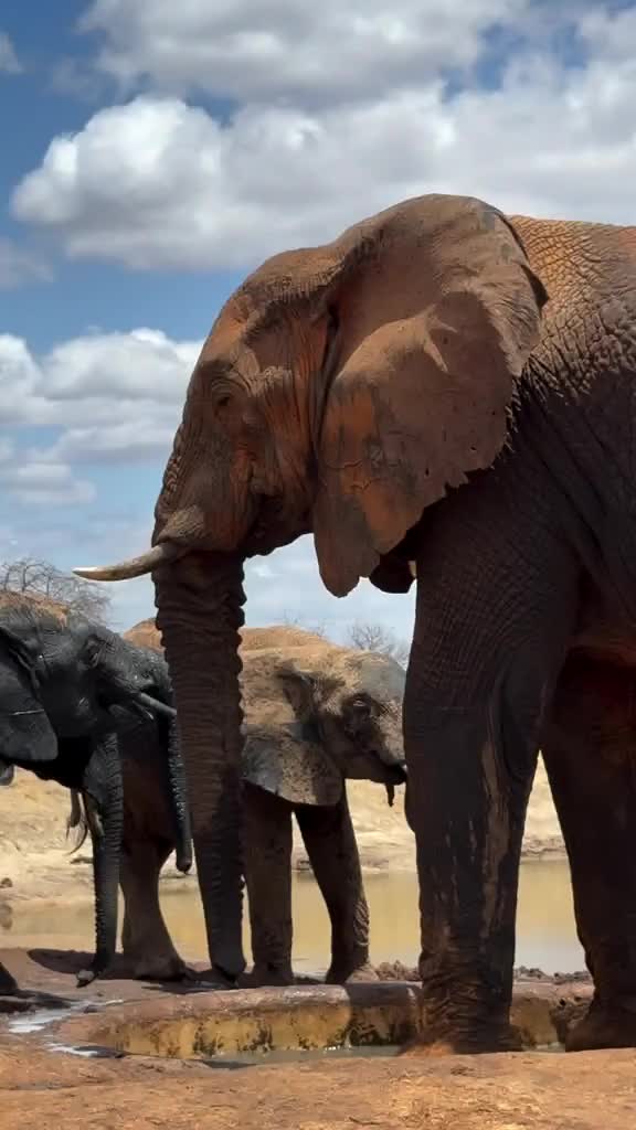 @SheldrickTrust