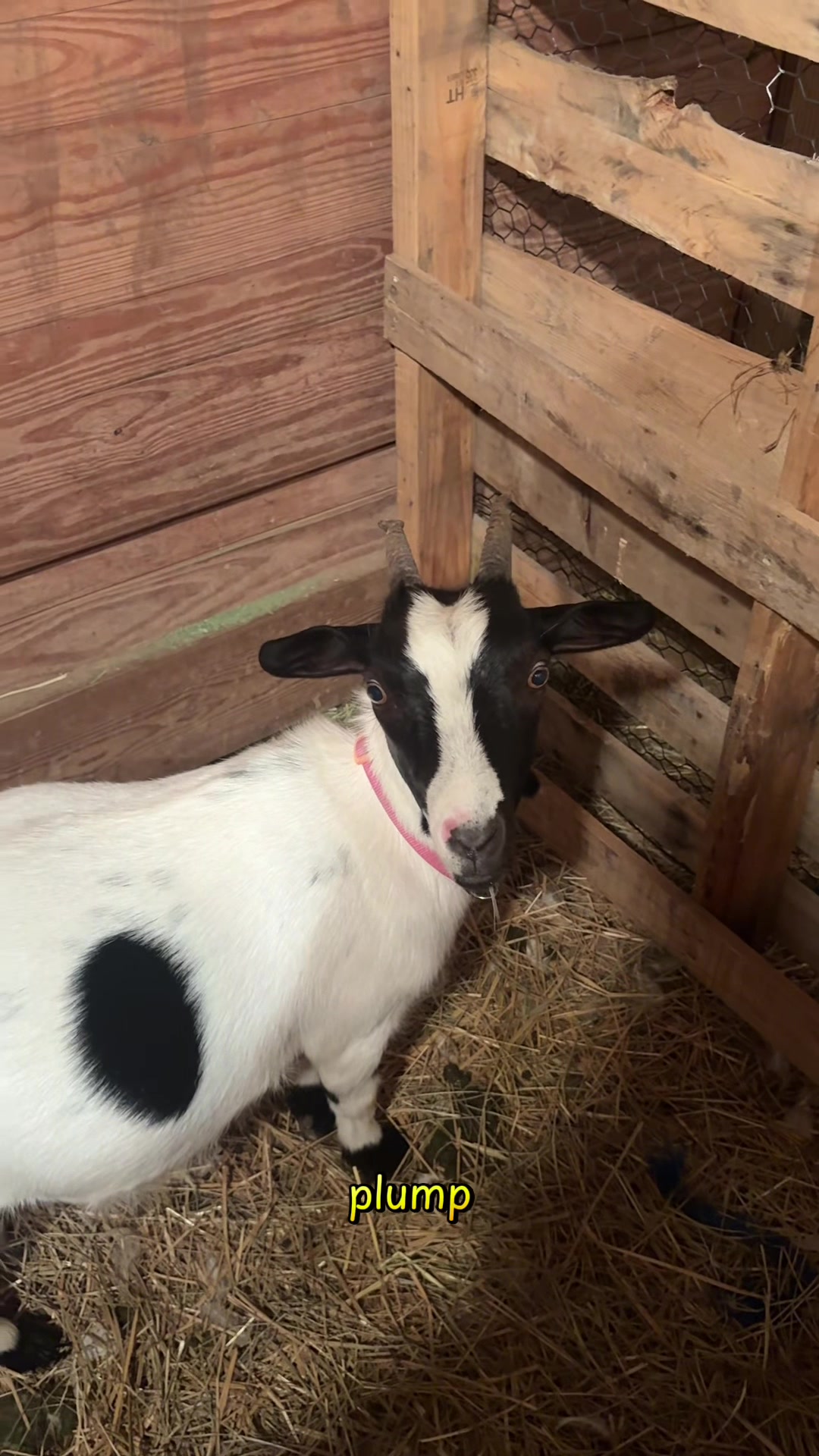 @Mindy | Pretend Farmer