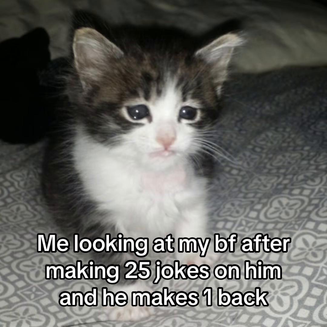 @LavanderCat