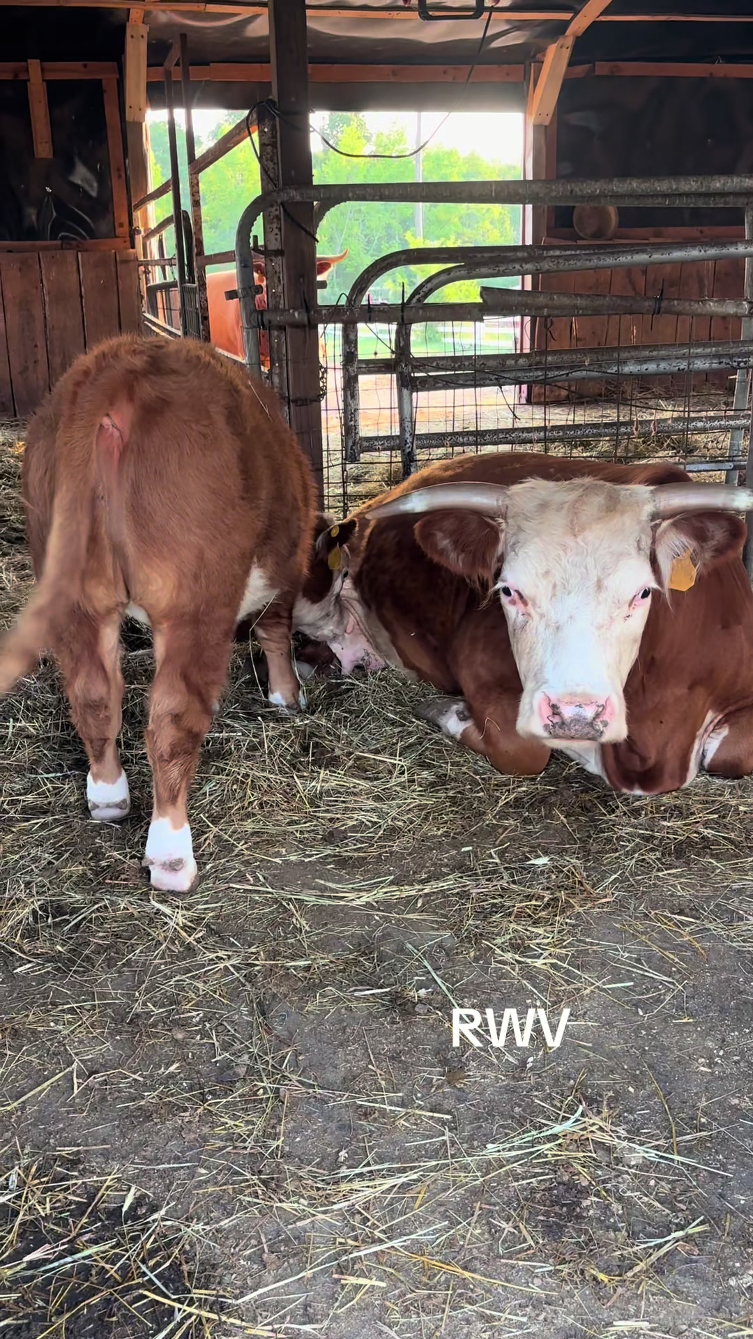 @RWV Land & Livestock
