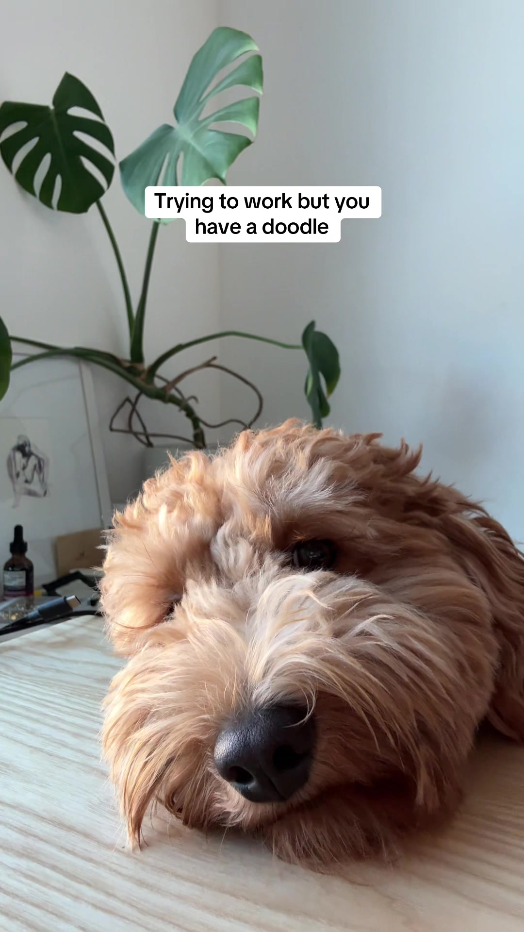 @Teddy 🐾