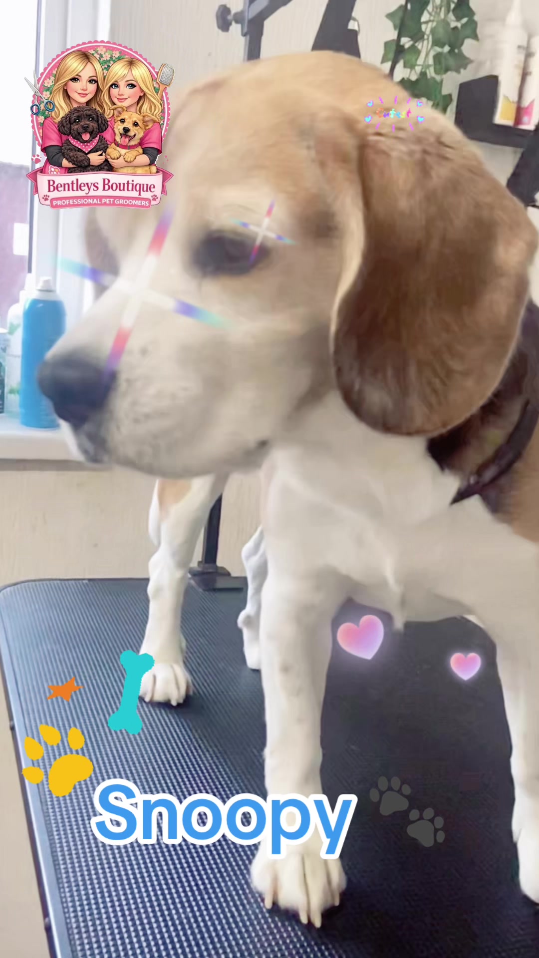 @Bentleys Boutique Pet Groomers
