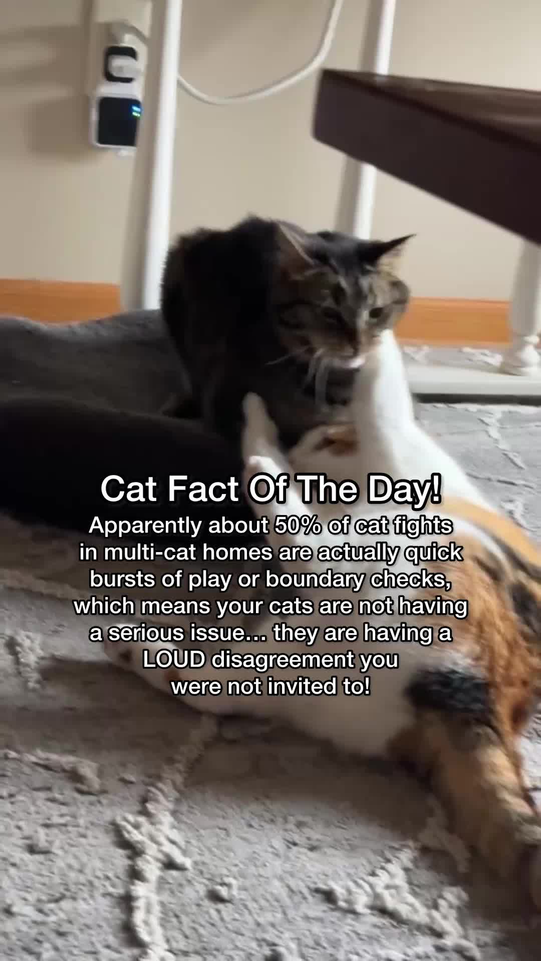 @Chip The Manx