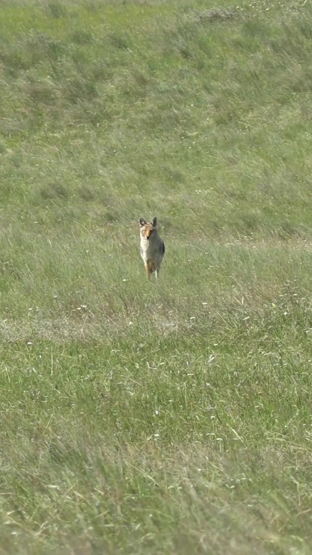 @FOXPRO Game Calls