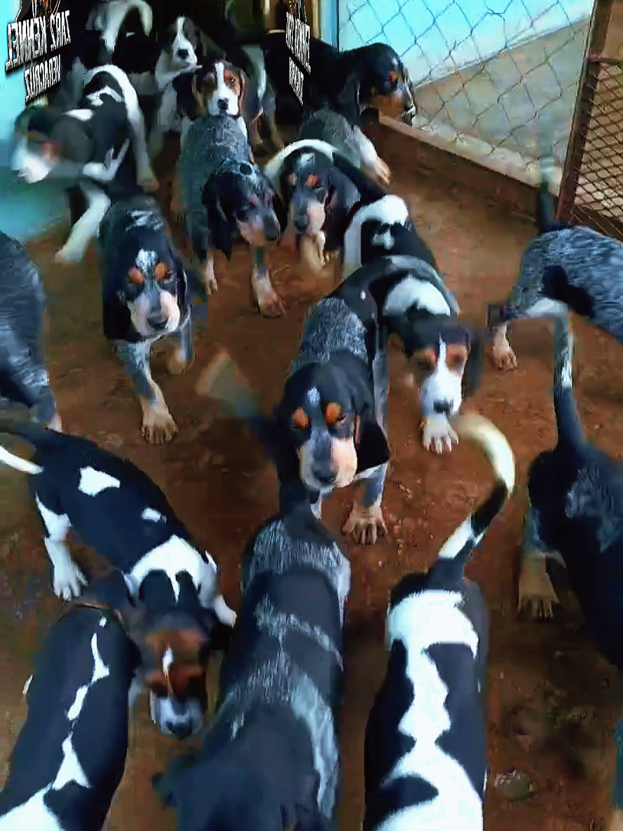 @zardos kennel veracruz
