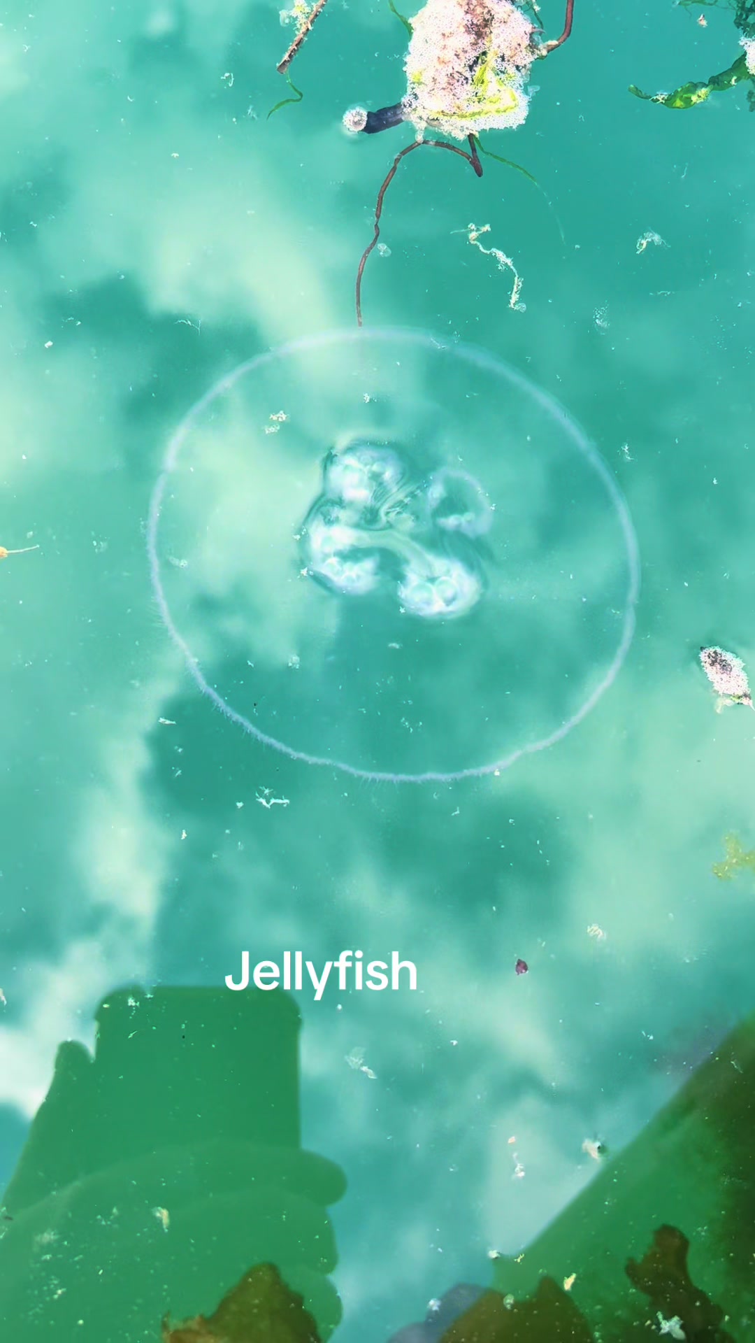 @Mental elf fishin