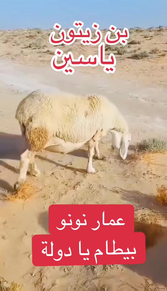 @ياسين بن زيتون