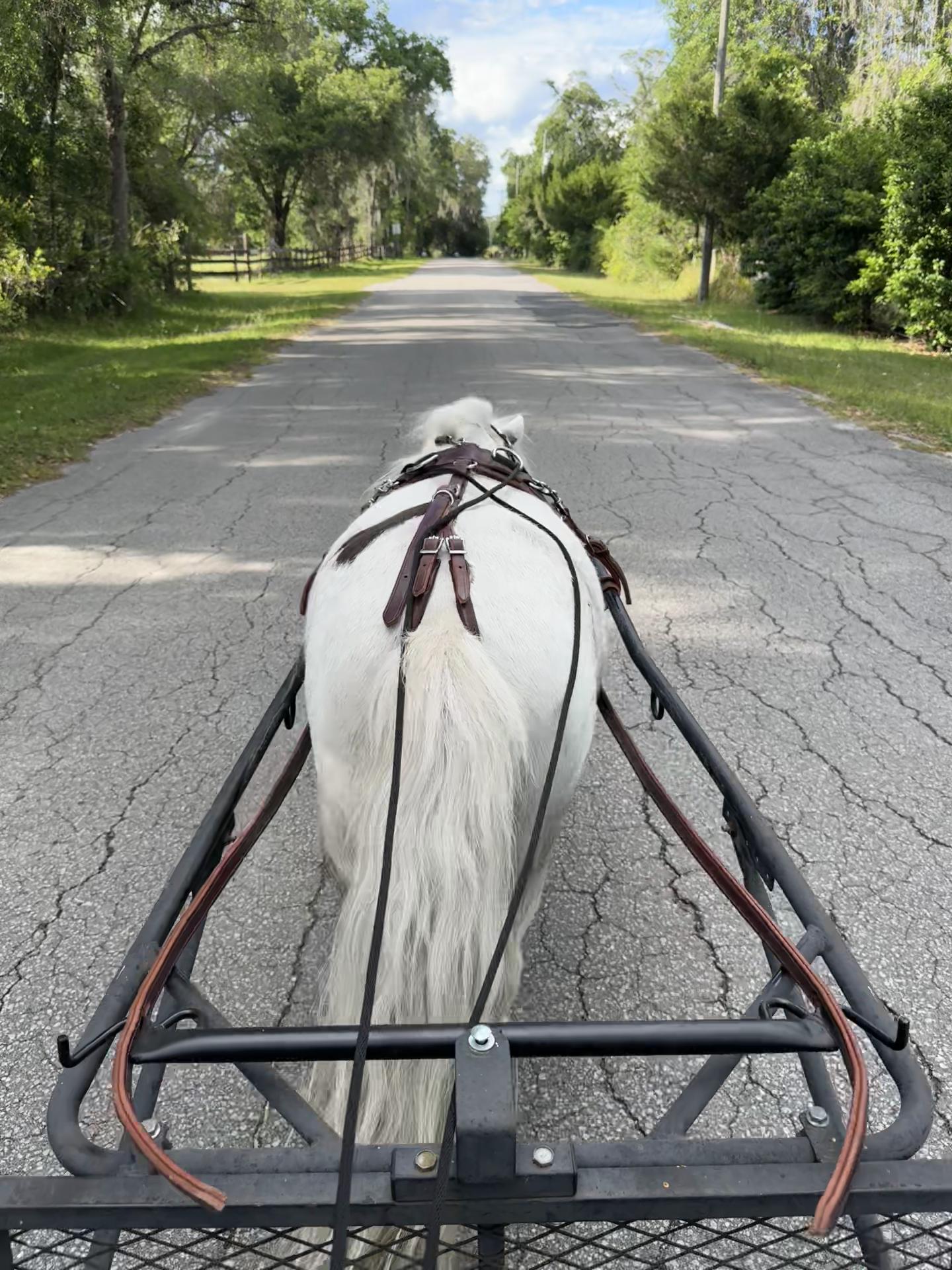 @Sugarfoot the Therapy Horse