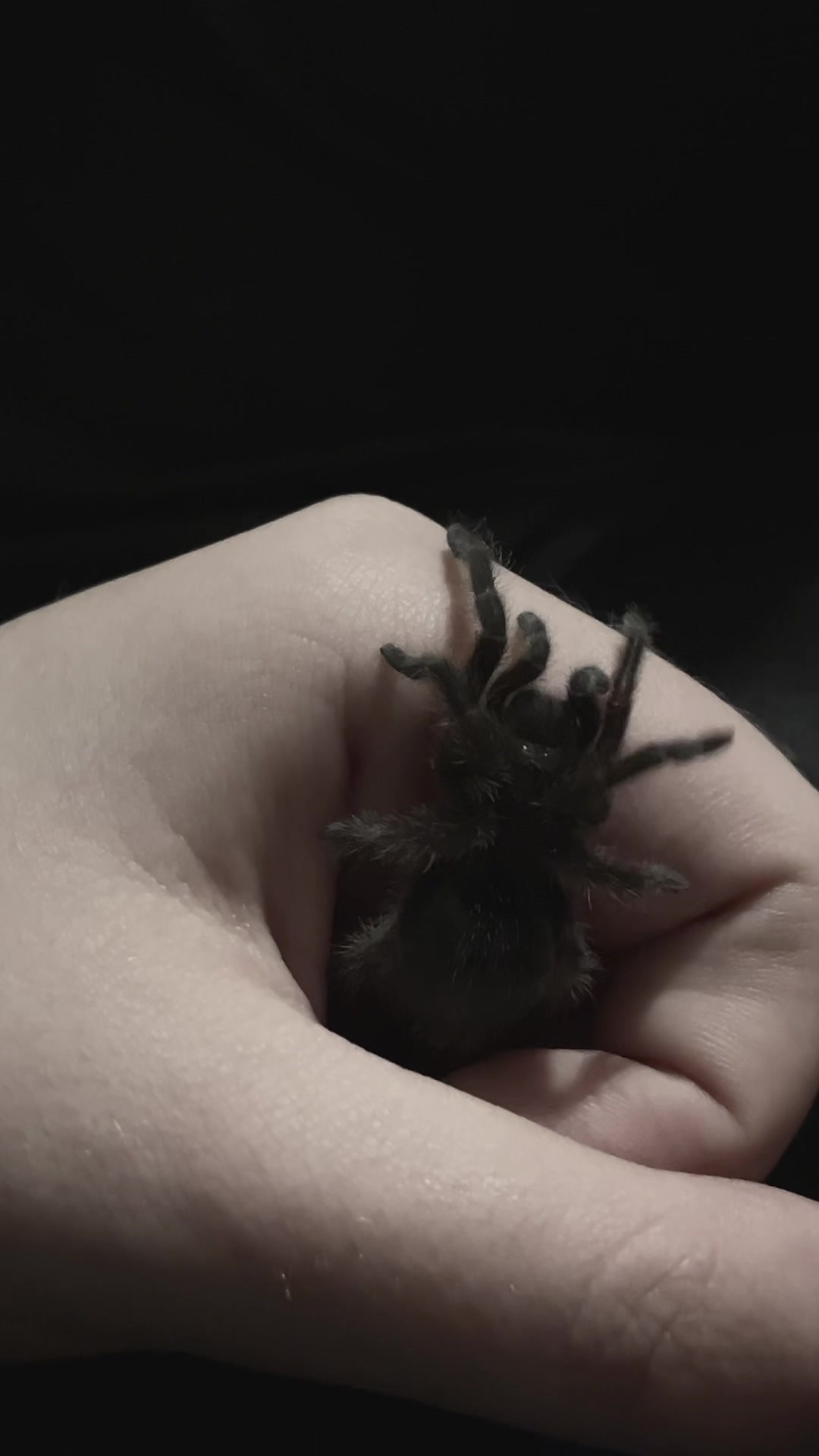 @🕷️𝔍𝔲𝔩𝔦𝔞🕷️