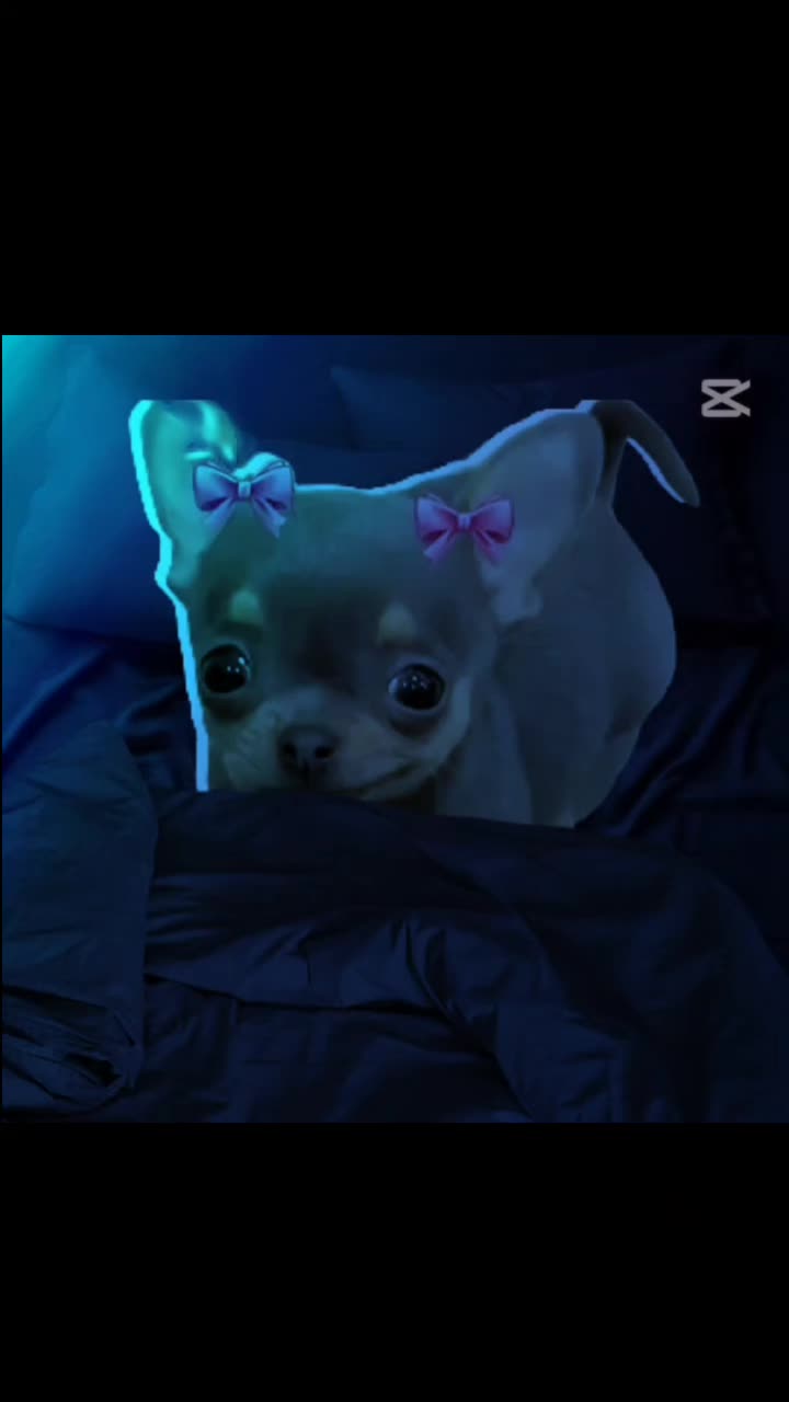 @a handsome chihuahua lover