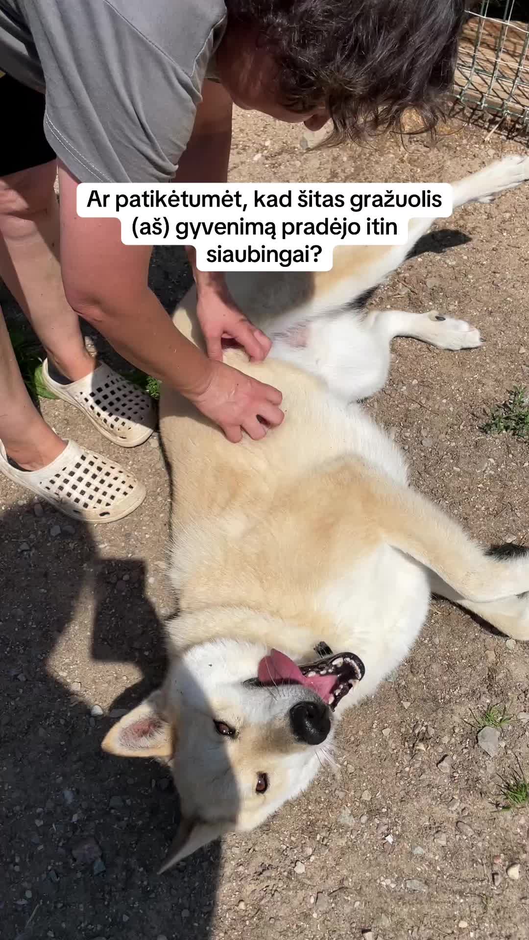 @Keturkojo Viltis