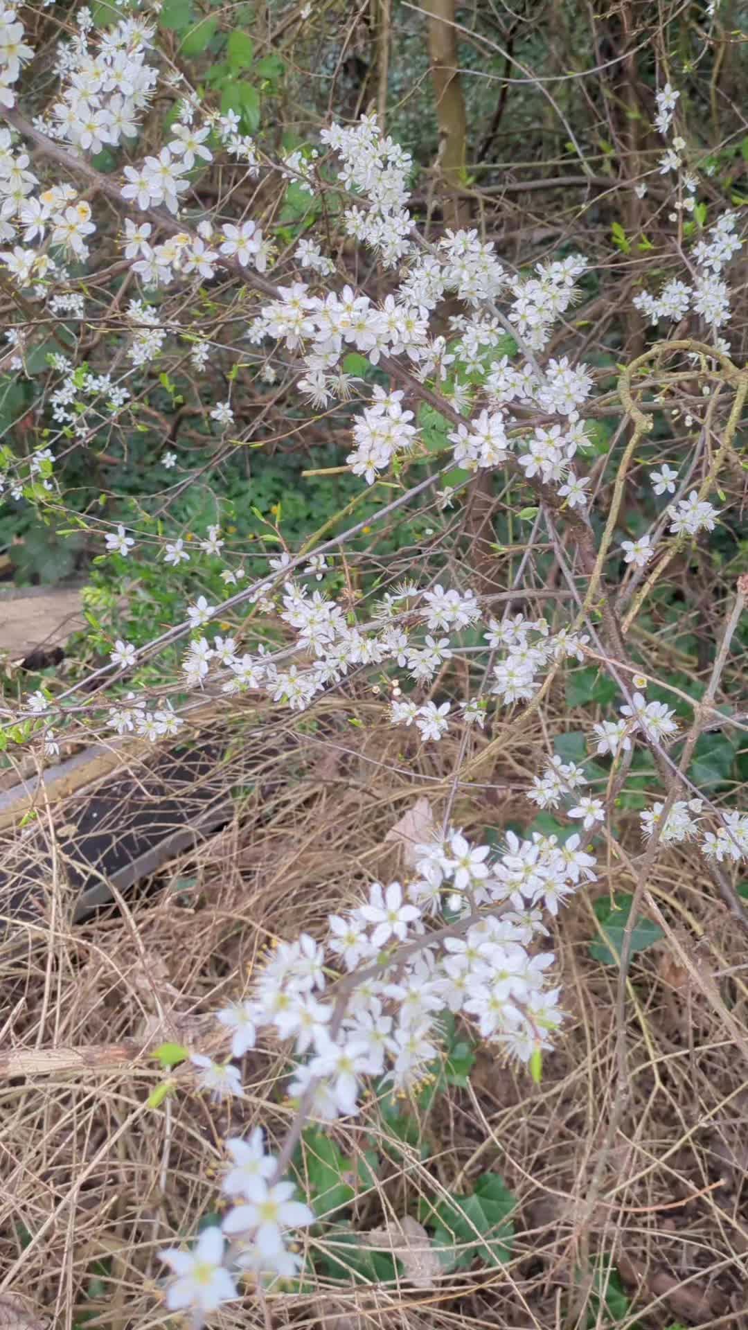 @Whispers of Nature