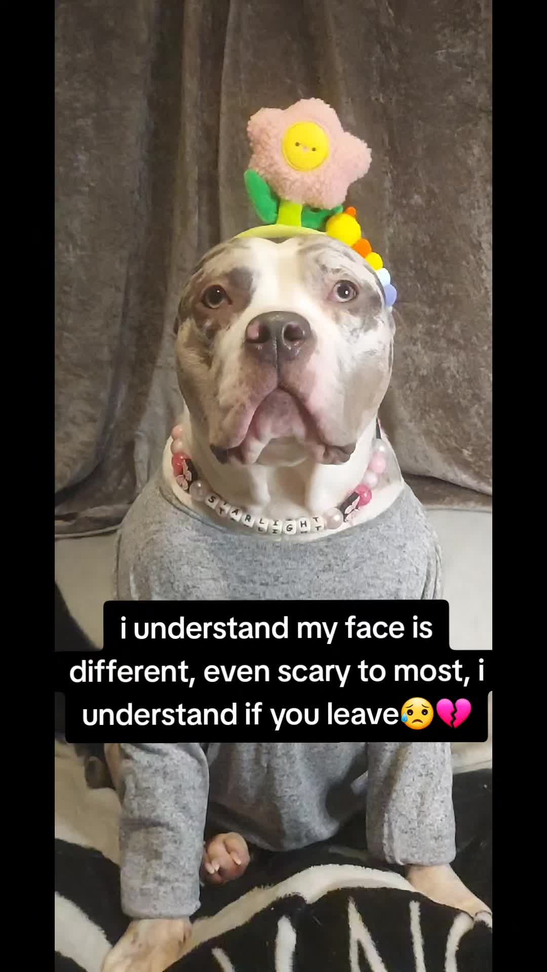 @kirsty+starlight the xl bully