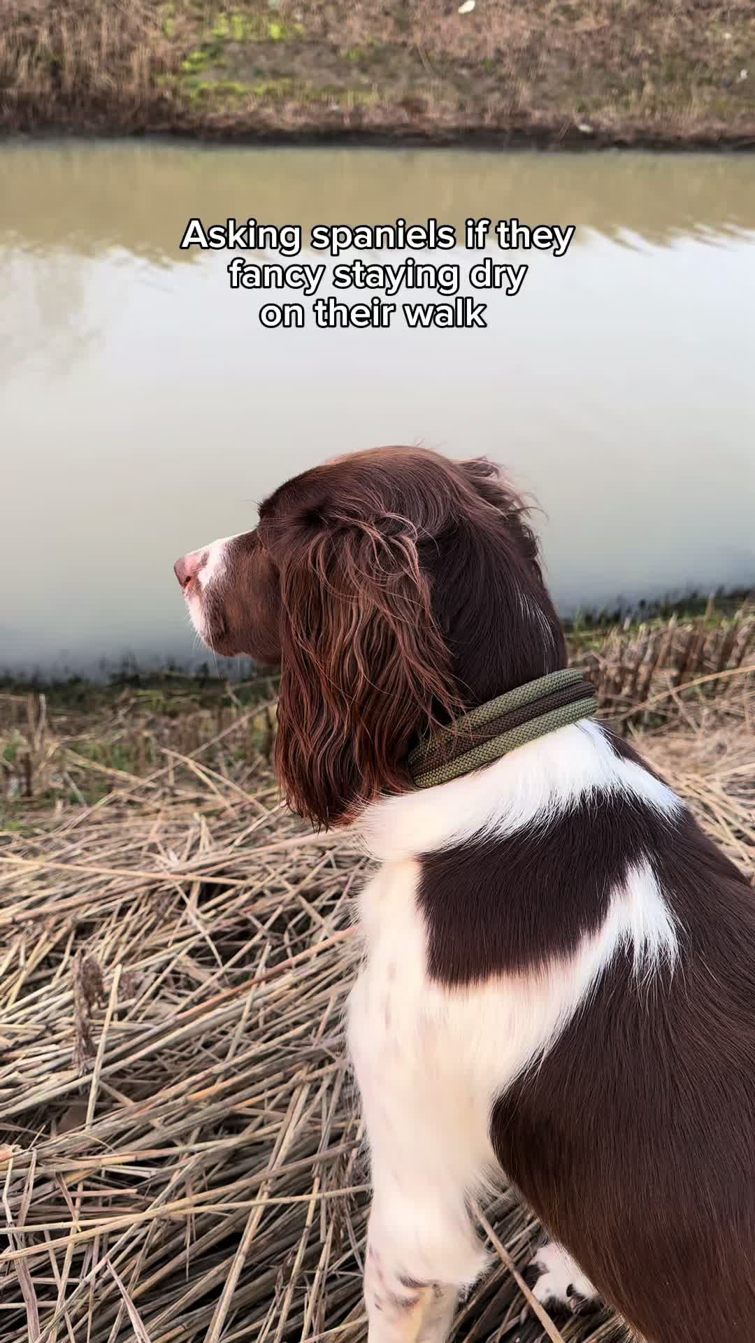 @Jinky Springer Spaniel ๐พ ๐