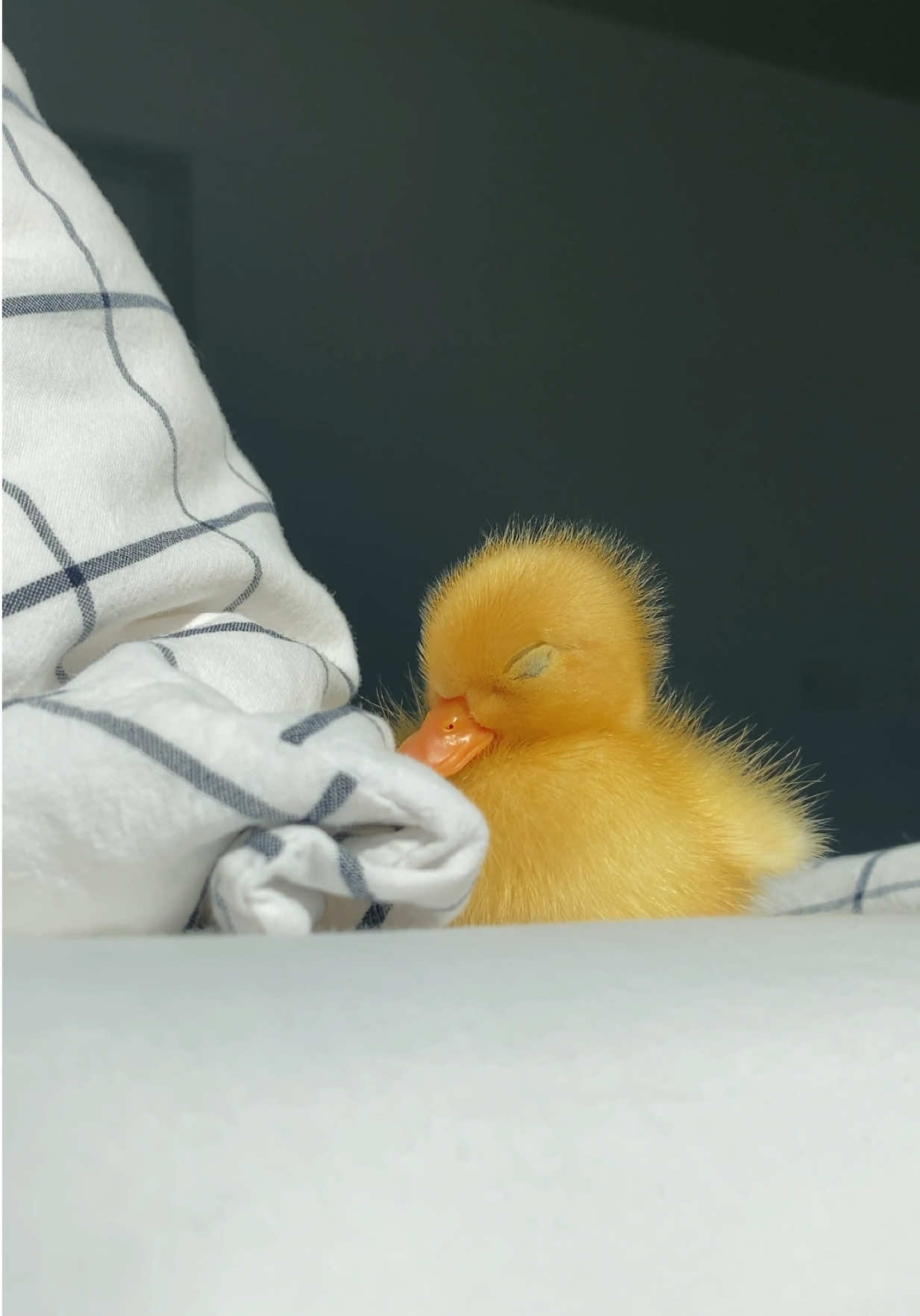 @ducks_in_space🪿🪿💦