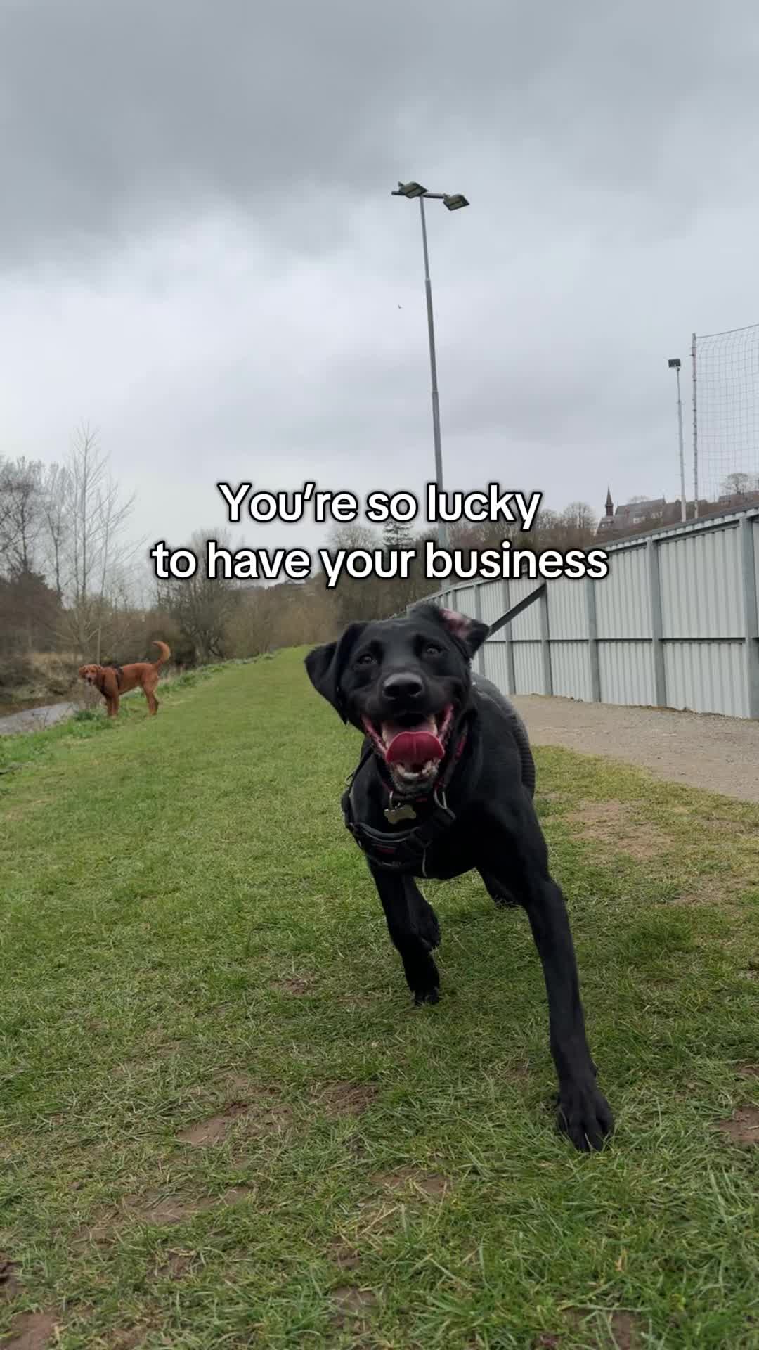 @Paws & Unwind | dog walker