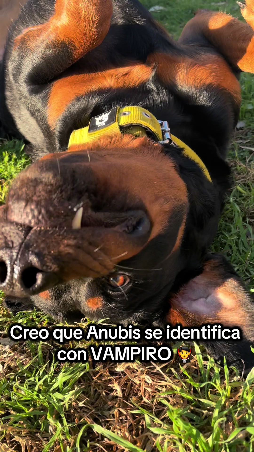 @Anubis y compa&ntilde;&iacute;a