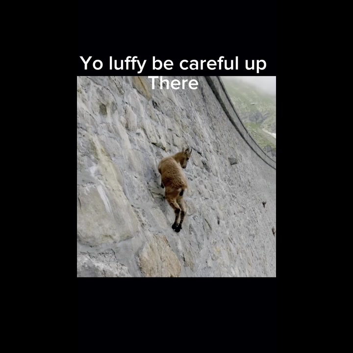 @liccleboy