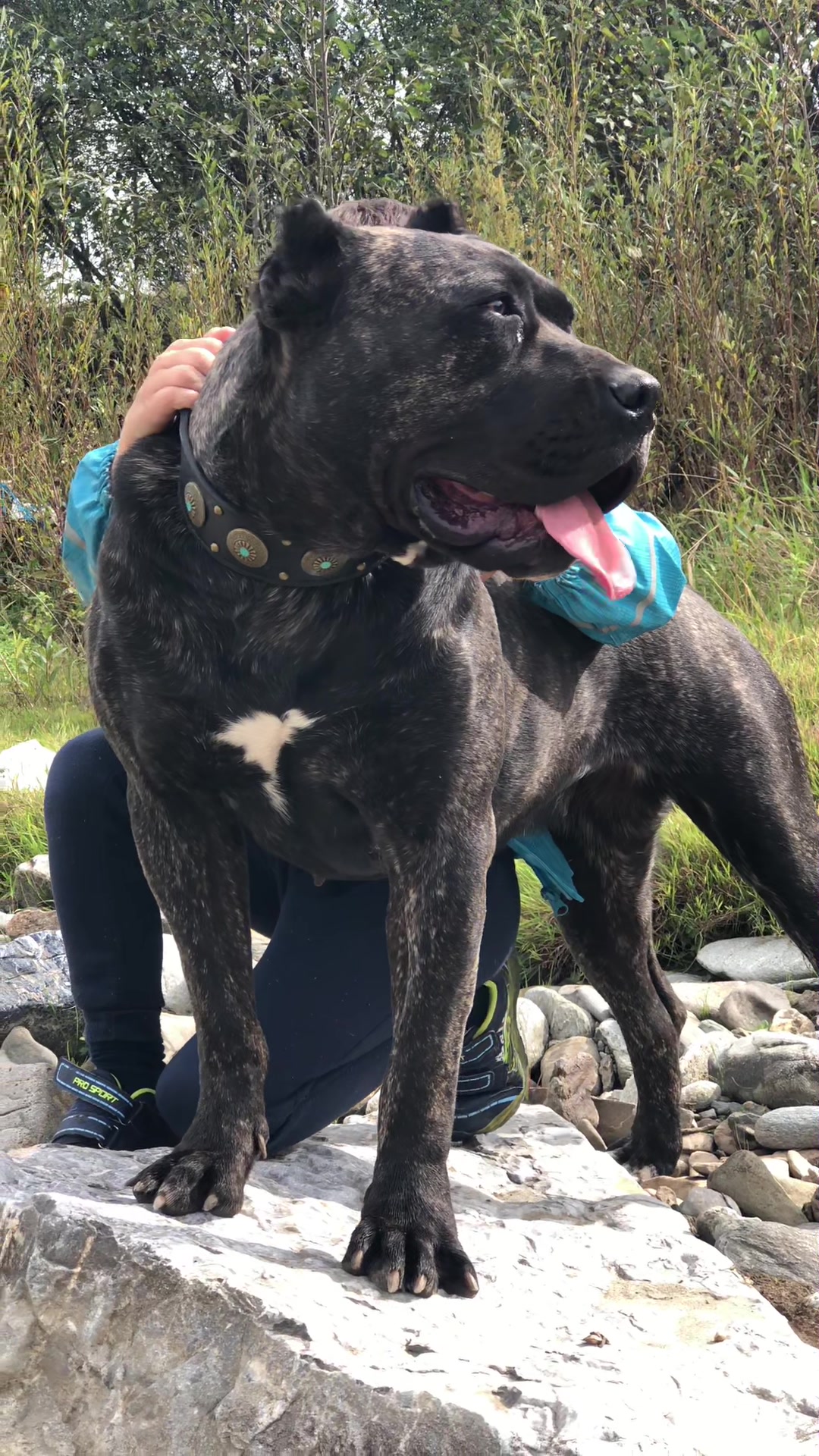 @Presa Canario Varro Bull