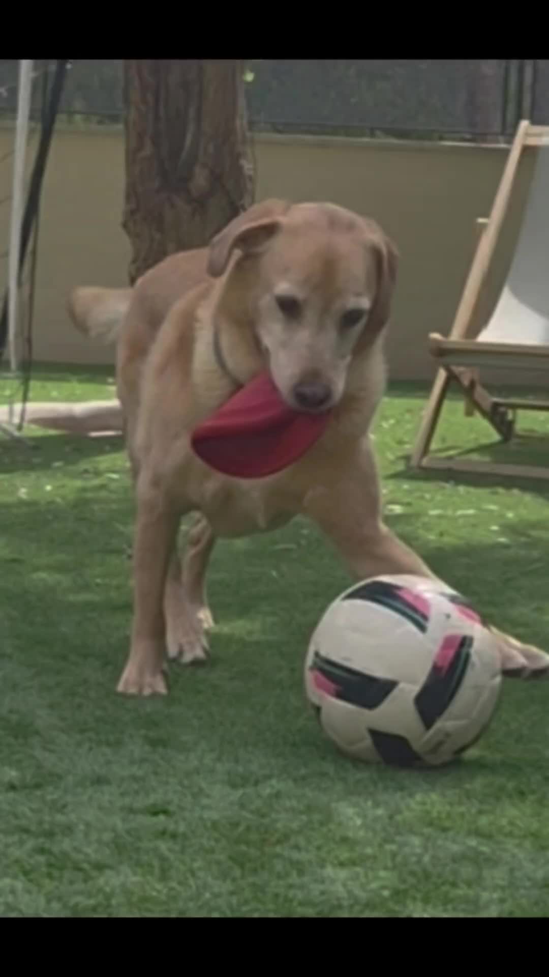 @MessiPaws