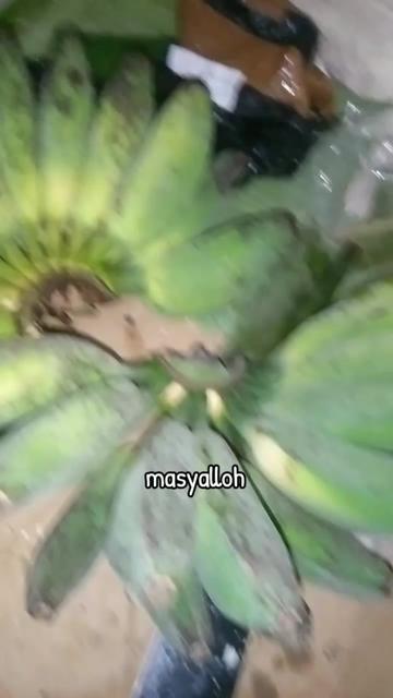 @๐ท๐ณ๐๐๐๐๐๐๐ ๐๐ ๐ท