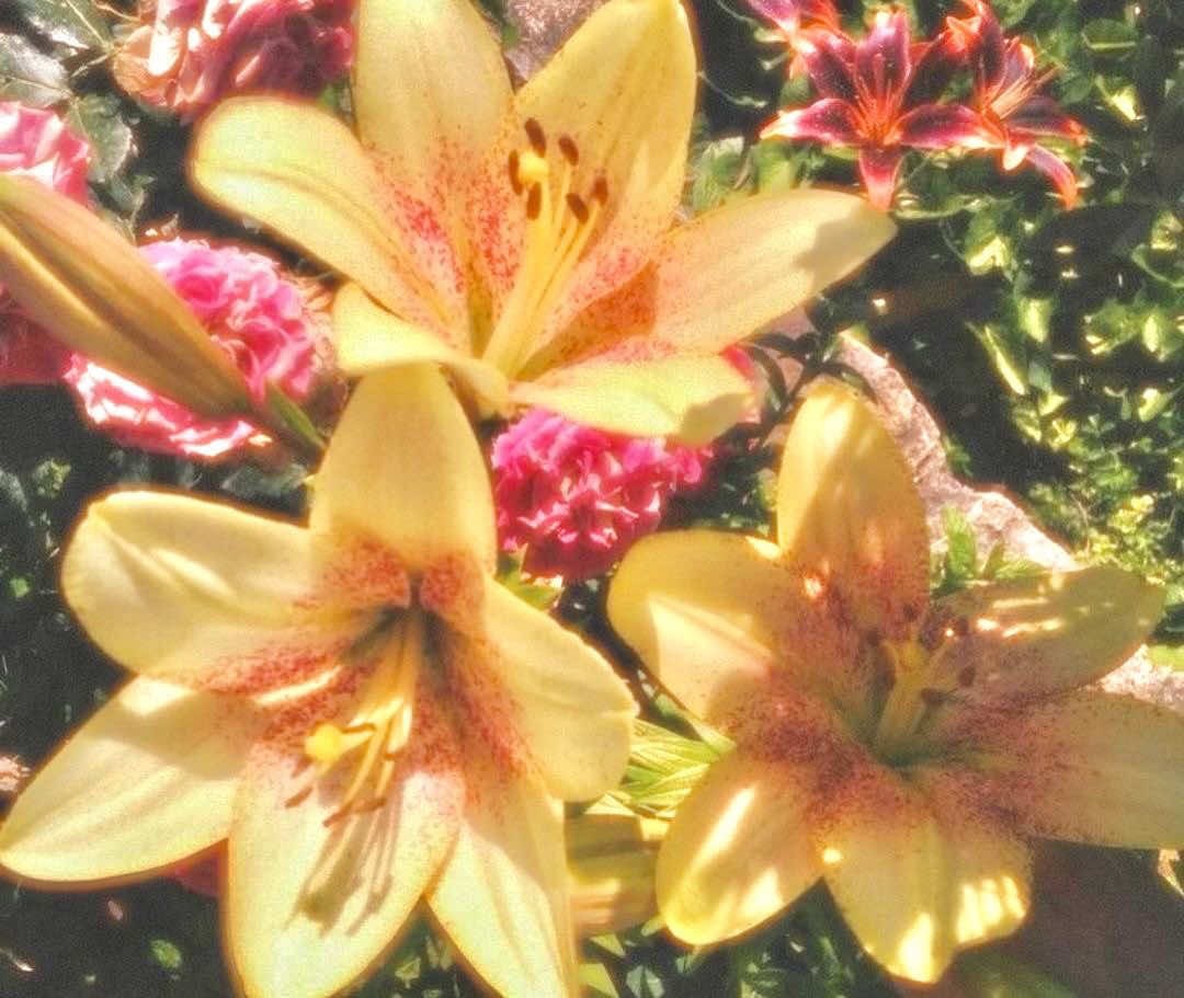 @donknowme.shininlizar123